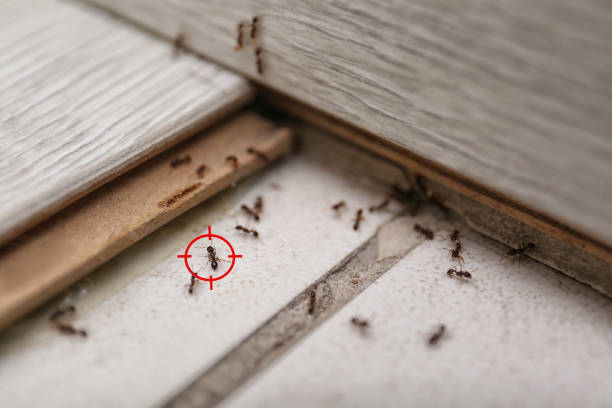 Best Pest Inspection Near Me  in Monrovia, CA