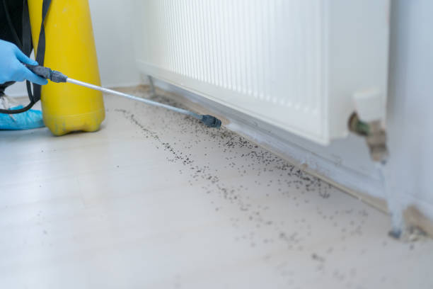 Best Local Pest Control Services  in Monrovia, CA